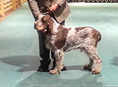 2014 National Specialty Best of Breed:
    CH Couchfield's Pucinni del Mucrone