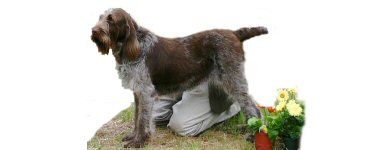 CH Risky Business Pistol's Fire JH, 2005 Best of Breed