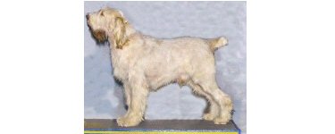 CH Epithelium Elia, 2006 Best of Breed