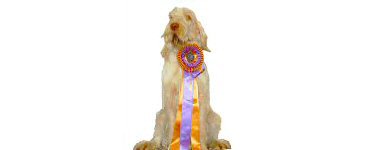 CH Couchfields Poderi JH, 2007 Best of Breed