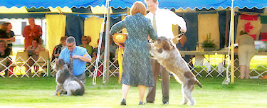 COUCHFIELDS FARE SALTI DI GIOIA 2010 Best of Breed