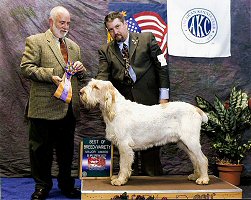 Son Couchfield Poderi at 1� - Best of Breed Big Apple Sporting Show