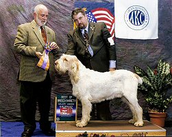 Son Couchfield Poderi at 1 - Best of Breed Big Apple Sporting Show