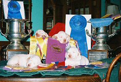 CH Epithelium Altea x CH Epithelium Elia