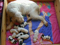 Altea & Pups by CH Risky Business Hi Lo Jack CD JH