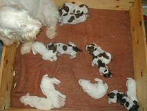 Altea & Hijack Pups: 10 girls, 1 boy