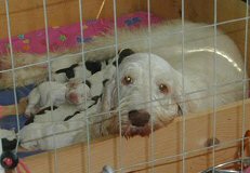 CH Epithelium Altea & daughter(by Hijack) Capo di Paura Daddy's Money (Kerrie)