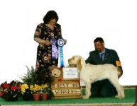 Angie Best of Winners and Opposite 2006 National Specialty