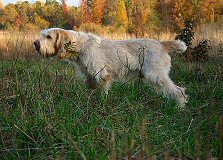 Epithelium Elia on Point