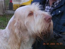 Epithelium Elia Head