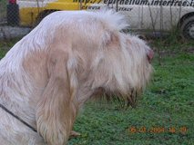 Epithelium Elia Head