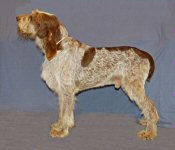 Mona son, CH Couchfields Half-Baked Mr G (Gelato)