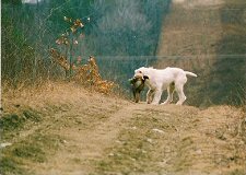 Julius retrieving a pheasant