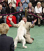 Best of Breed in Show