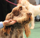 2009 Westminster Candids 