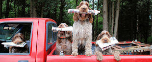 Spinone News Delivery