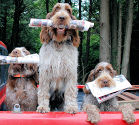 Spinone Delivery Service