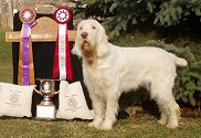 CH Dolce Vita Lucrezia: 2008 National Specialty Winner and NAVHDA Utility Prize II