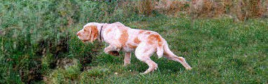 Brutis di Morghengo, 1998 Best of Breed