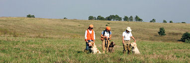 3 Spinoni & Handlers