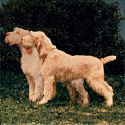Ideal Spinone?