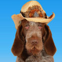 The American Spinone?