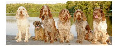 Buck, Rumpus, Jack, Millie, Cash & Ari August 2007