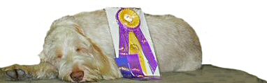 CH Rufus Di Morghengo, 2001 Best of Breed