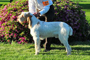 2010 National Specialty Best of Opposite:
          Couchfields Sheldon