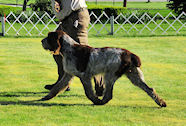 2010 NS Winners Dog & Award of Merit:
	Couchfields Puccini del Mucrone