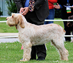 2013 National Specialty Best of Breed:
          CH Couchfields Giada at Dry Grass