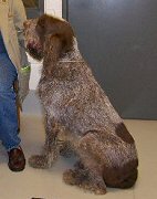 Otello waiting for action, Cornell 2007