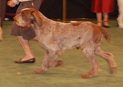 Otello Westminster 2008