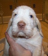 Otello x CH Illumination del Subasio