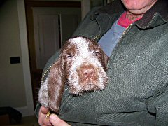 Otello x CH Illumination del Subasio