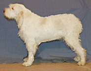 Julius daughter, CH Couchfields Just One Looks (Pauline)