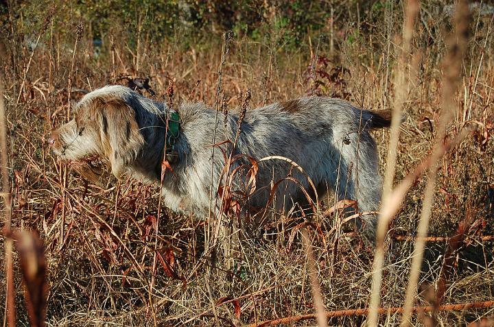 0SienaOnPoint2.jpg - Siena