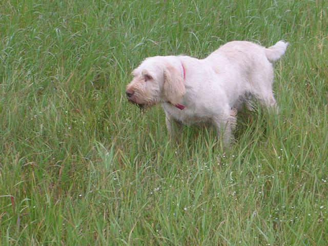 BaffoDelCaosOnPointBennybrother.jpg - Baffo