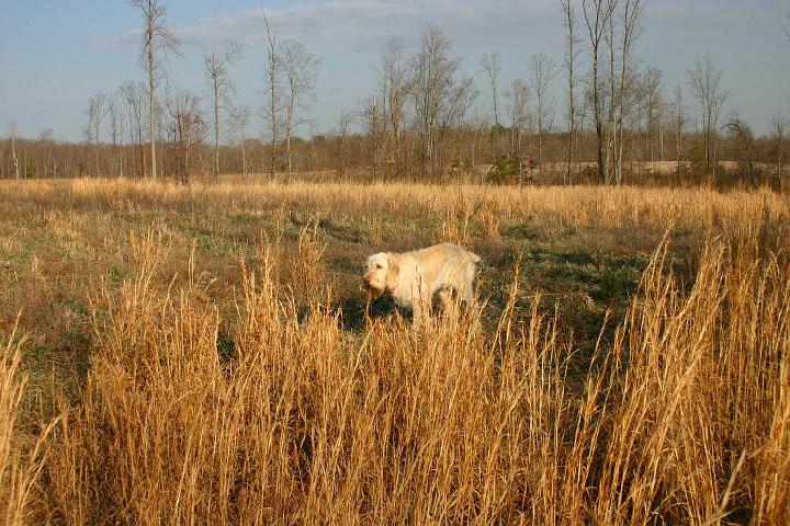 BuckOnPointEnh.jpg - Buck