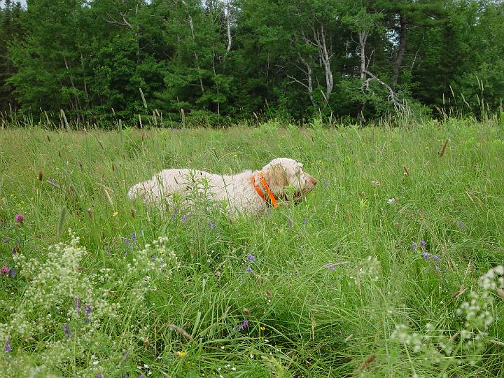 DSC00022.JPG - Rufus