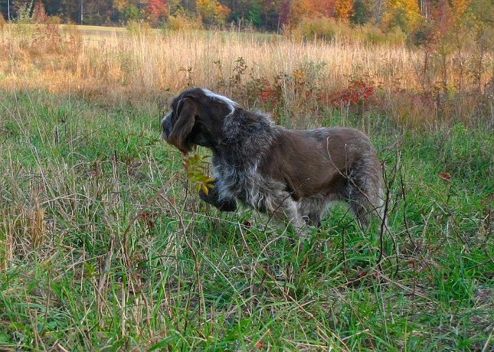 FireOnPointToPrintNotsharpened.jpg - Fire