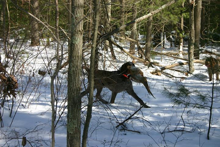 IMG_4246.JPG - Hijack