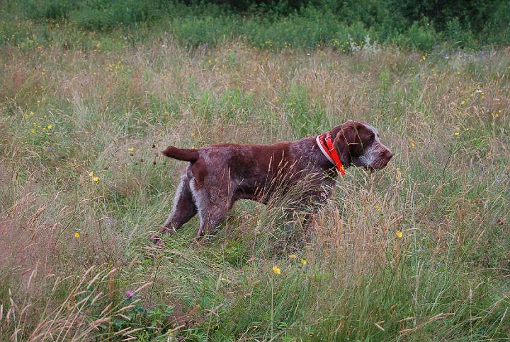 JackOnPoint.jpg - Hijack