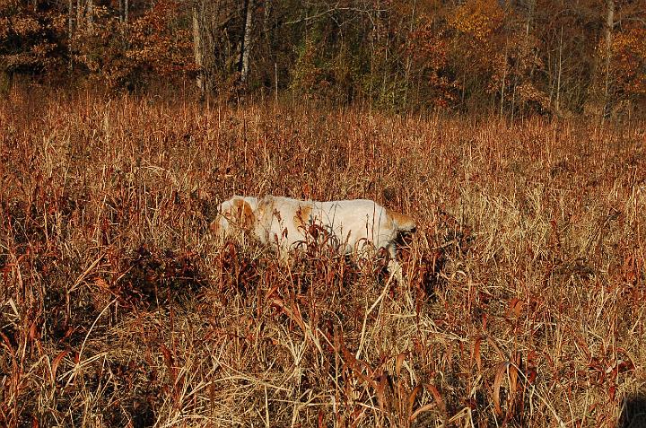 Joe'sAJPointFullSizeNoLeash.jpg - AJ