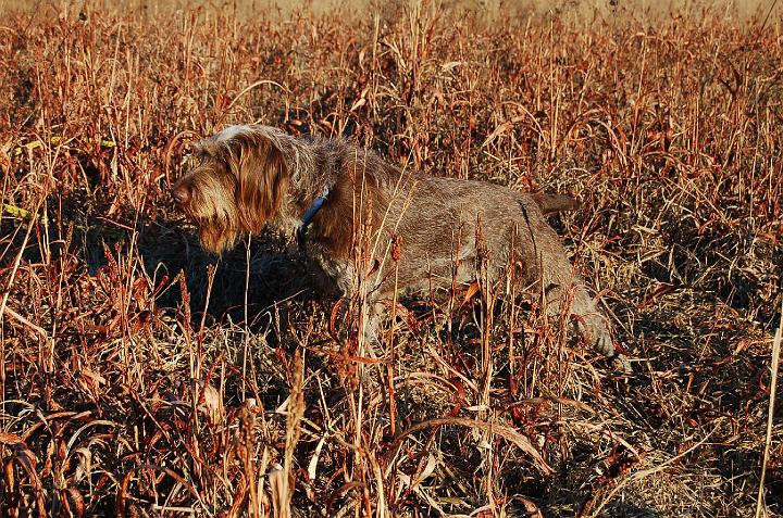 MazieOnPointFullSize.jpg - Mazie