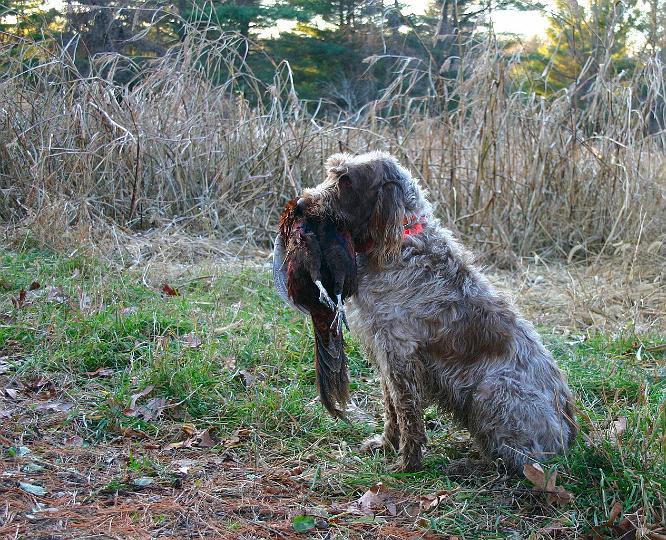 MillieMarkoverPheasant2.jpg - Millie