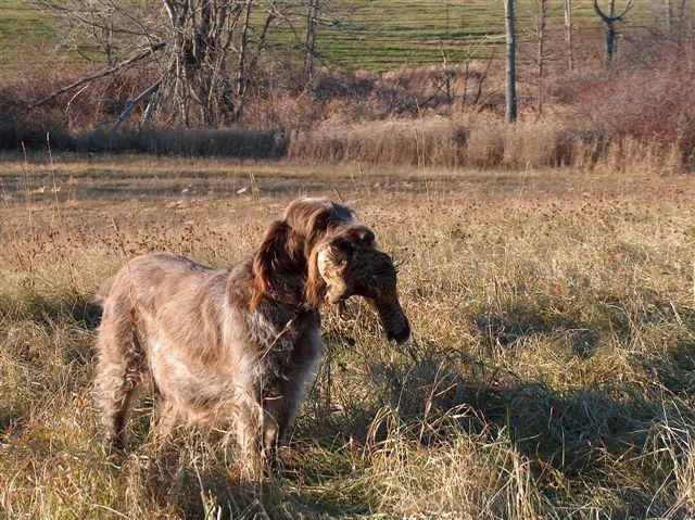 RenataRetrievingPheasant.jpg - Renata