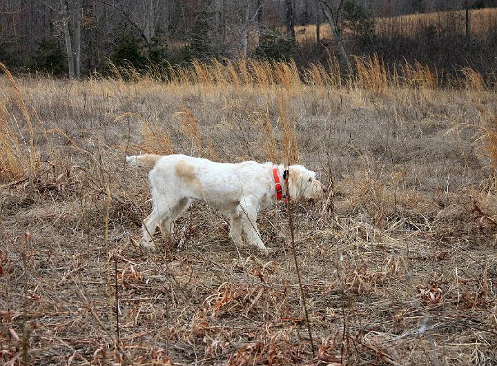 SageOnPointToPrint.jpg - Sage