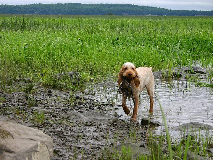 TeddyWaterRetrieveSpinOnlyToPrint.jpg - Teddy