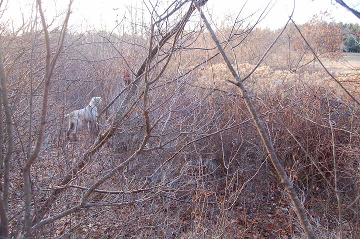 WinstonOnPointThicket.jpg - Winston